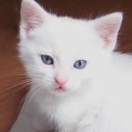 Chimo, one of a litter of 4 white kittens and one black, born to a tortie mom.