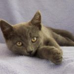 Grey Girl comes from a feral colony (where most of the grey/grey tabby kittens you’ll…